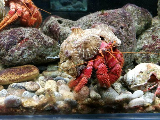 Acquario Le Castella